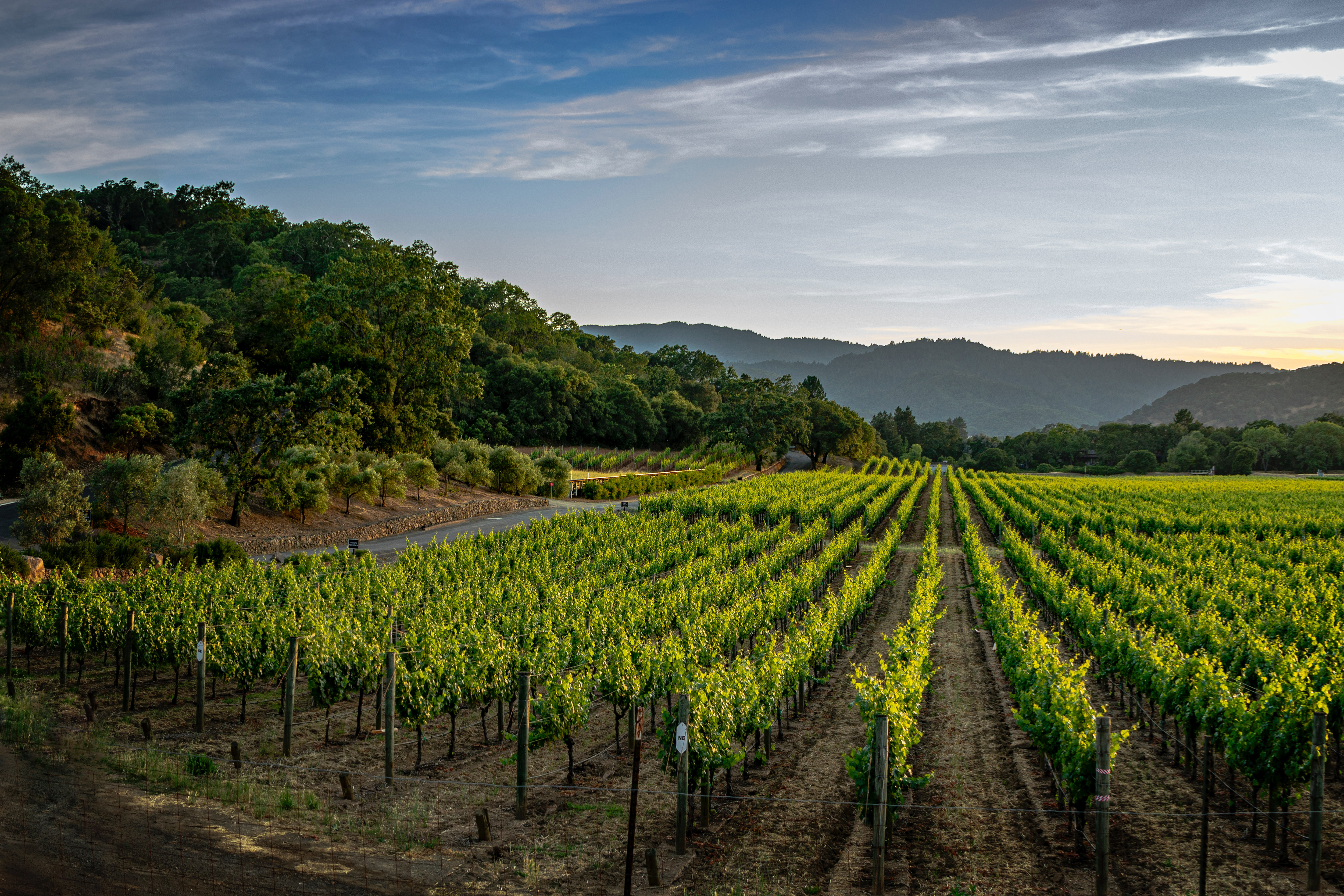 Vineyard rows and mountain backdrop