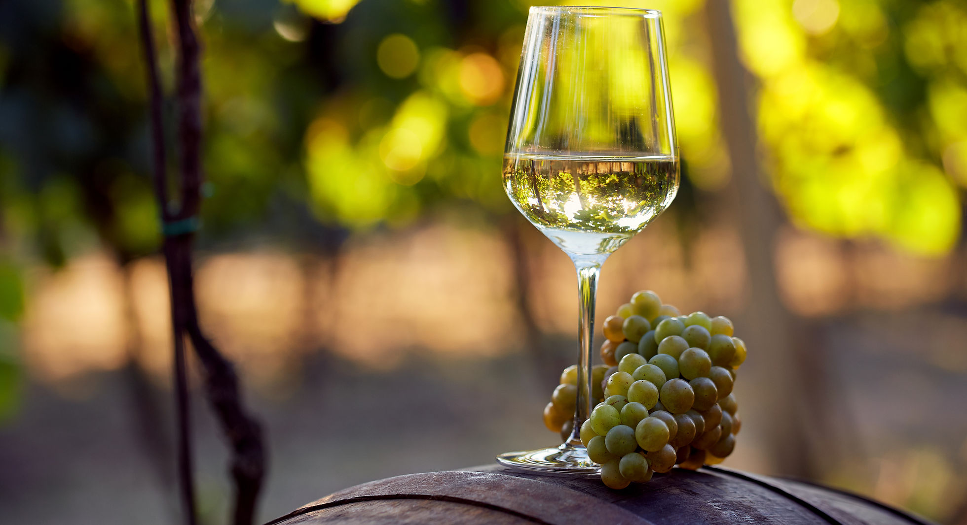 Glass of white wine with grapes in the vineyard